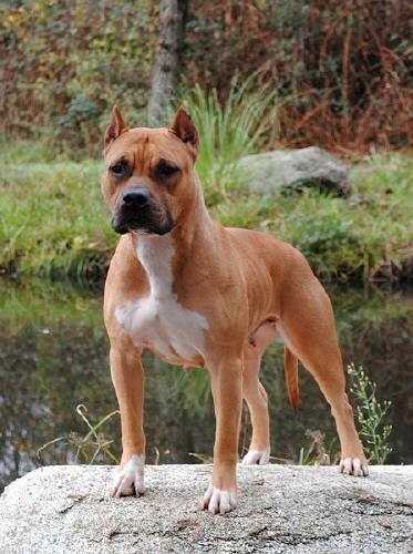 UWP/UKC CH 'PR' Bluprints California Sunshine