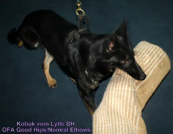 Kobuk vom Lytle