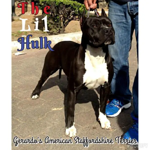 G'Ast Indomitable Hulk