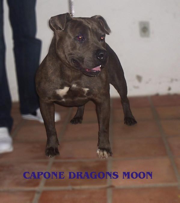 Capone Dragons Moon