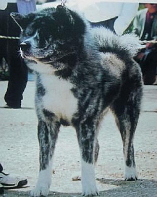 Shishiou Go Miyagi Takamasa