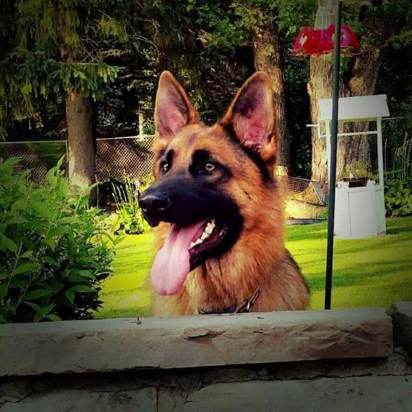 Kaiser Vom Haus Frost