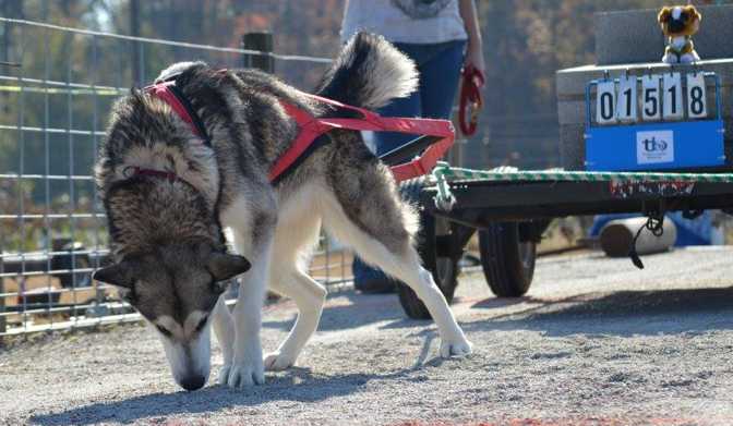 Skypack's Winter Sea Breeze