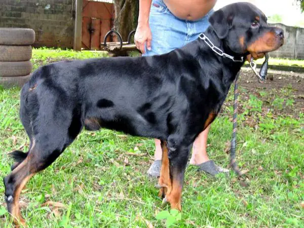 Dylan Von der Alten Festung