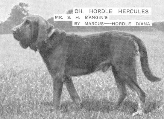 CH Hordle Hercules