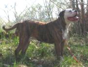 AJ's Black Velvet of A-1's