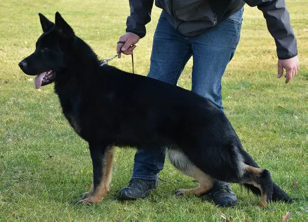 Midge von der Sigisliebe