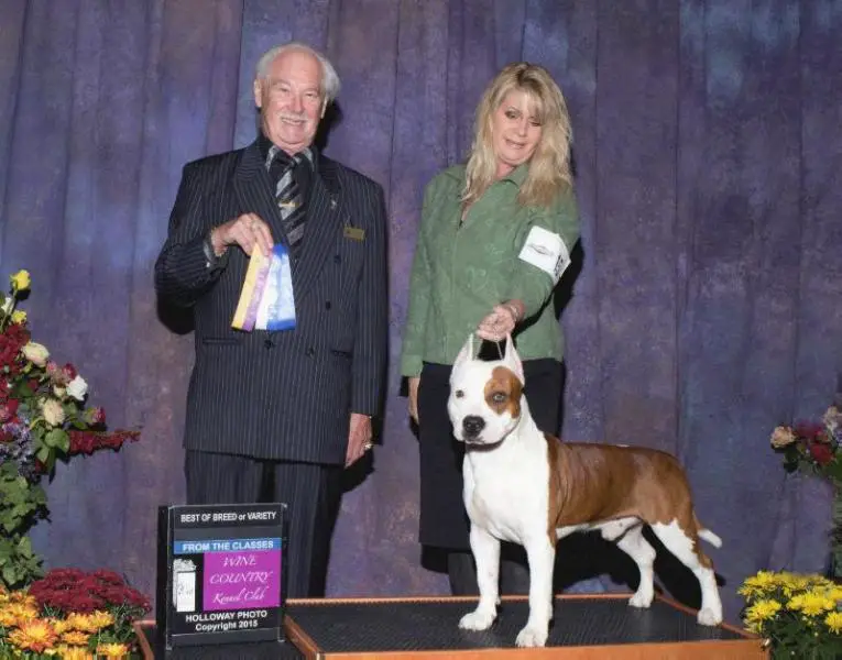 AKC CH Alfagacyno Jasper At Malone