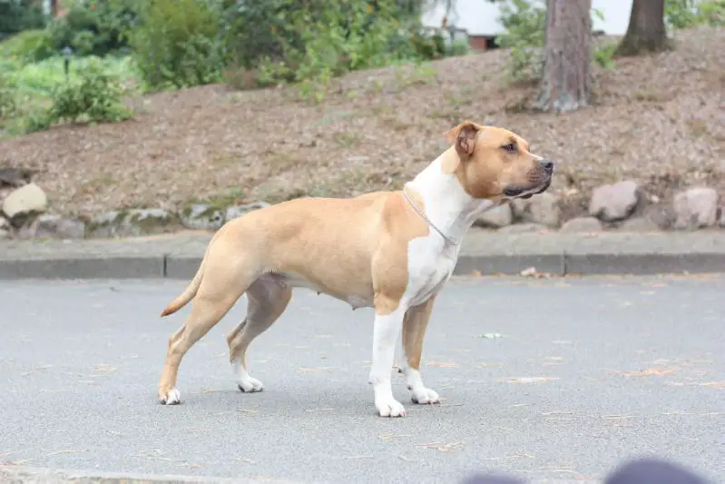 Next Evolution Act a fool