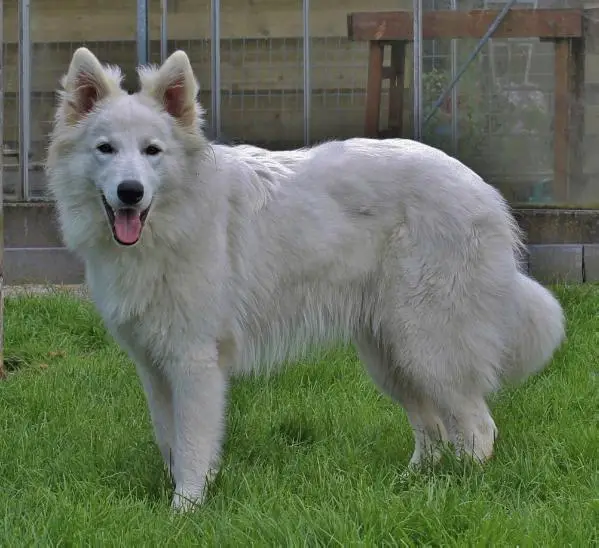 Fan Sjonah-Mae Ayura Blanc