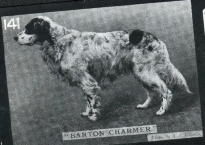 Barton Charmer (South Durham Charmer)