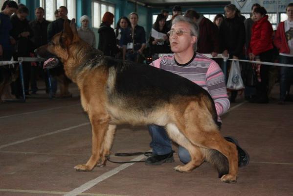 Raj Conrad Almay Dog