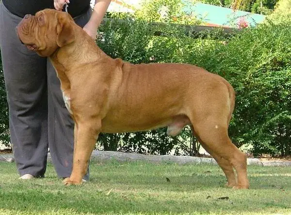 AUSTRALIAN CHAMPION Bronzantiq Vieux Soldat (AI)