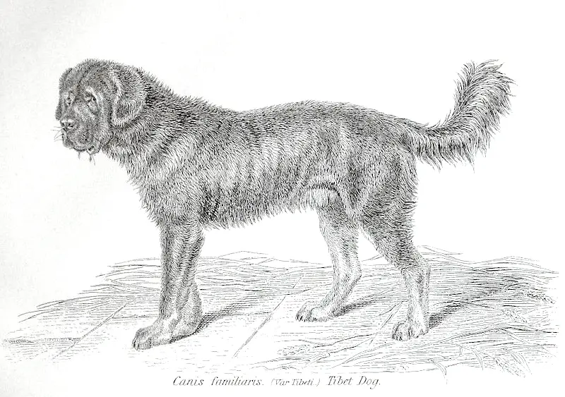 Canis Familiaris (var Tibeti) Tibet Dog (c.1880)