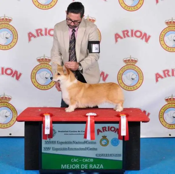 Exc. 1ª- CAC, CACIB, BOB África de Simagüe