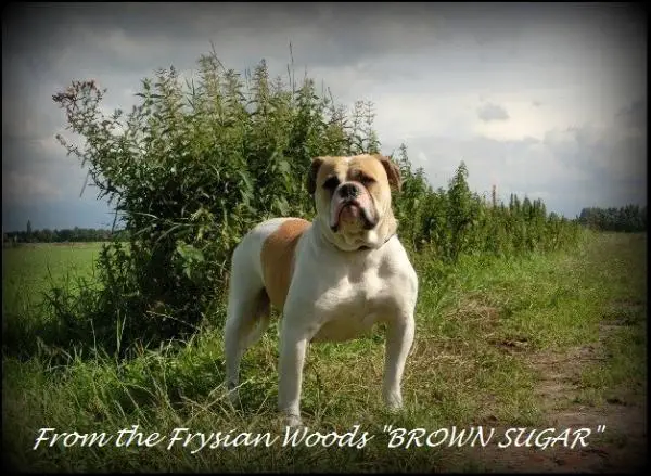 From Frysian Woods BROWN SUGAR