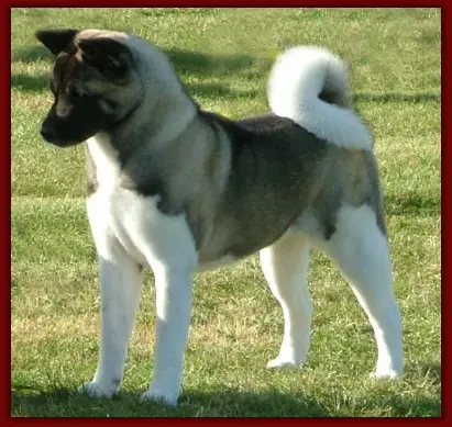 UK CH Keskai Starlett At Travistock