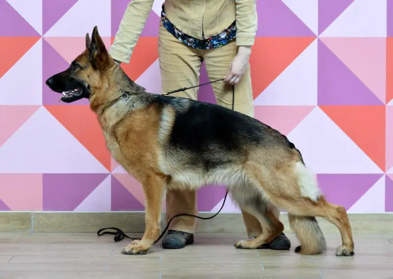 JUN.CH. RUS, CH RUS Fonte Fideliti Alisha