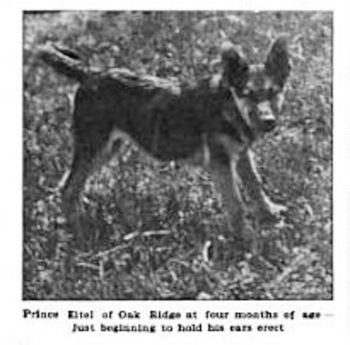 Prinz Eitel of Oak Ridge