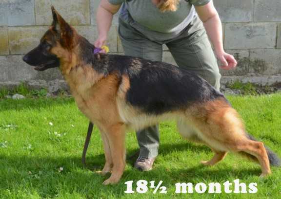 Mistical Saffron of Sarelle