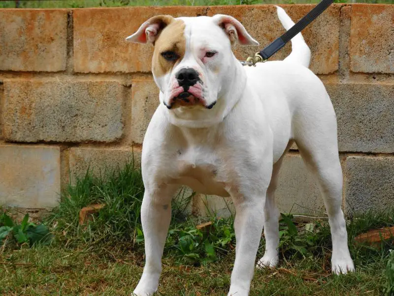 Merida BR Mountain Bulldog