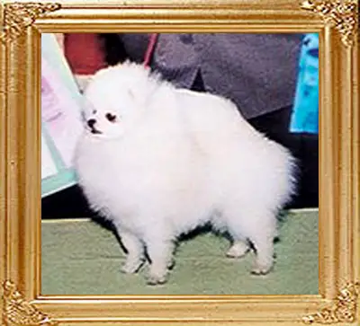 Super Bor Jiuh Shing of Chiao Li Ya