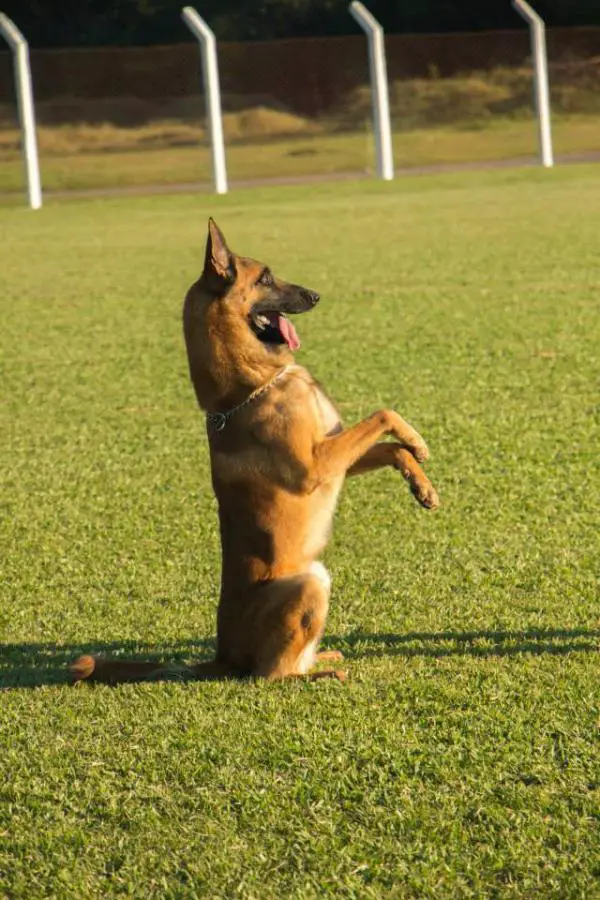 Guapo do Guarda e Protecao