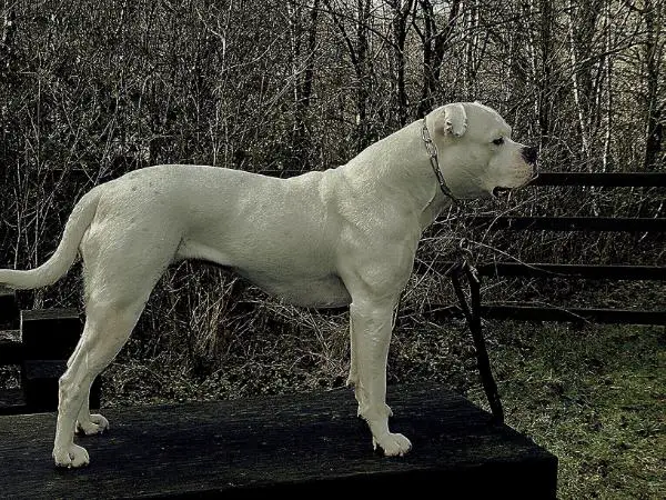 CH SAS Blueblood's Ellie