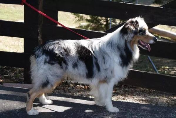 IdleWild's Wanted Man