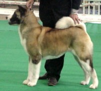 Minda Catch Me Quik Champernoune