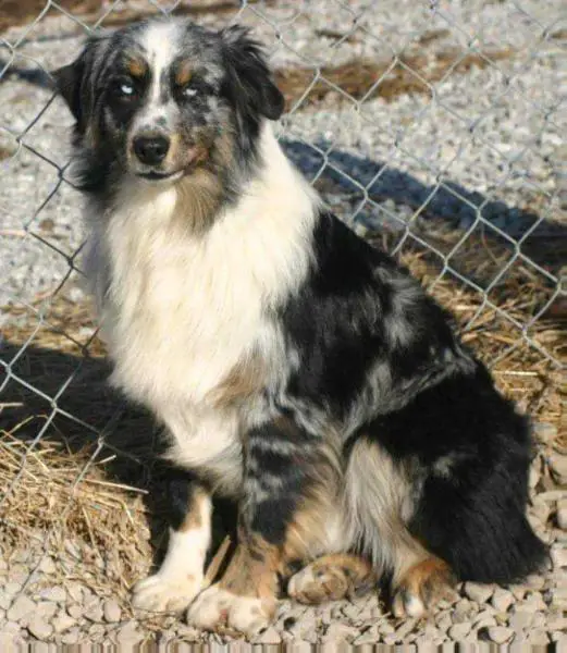 Timberlines Silverado
