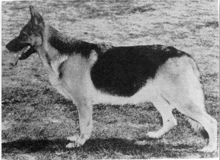 A.CH. A.RES.GV.1967 Glen Angus Contessa