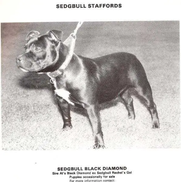 Sedgbull Sharp Diamond