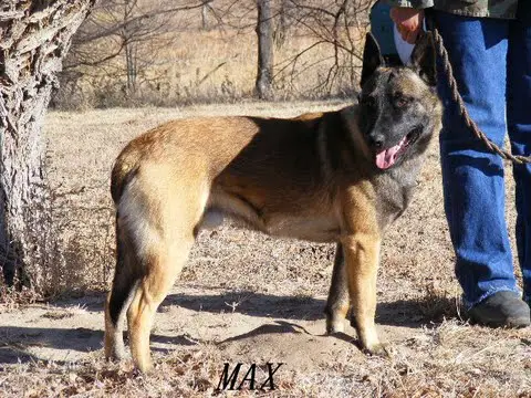 Kathy's Laruso's Max