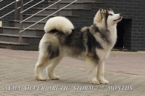 Ayma Silver Arctic Storm