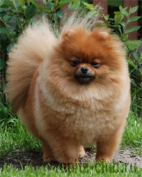 Patch of Sunligt Zara