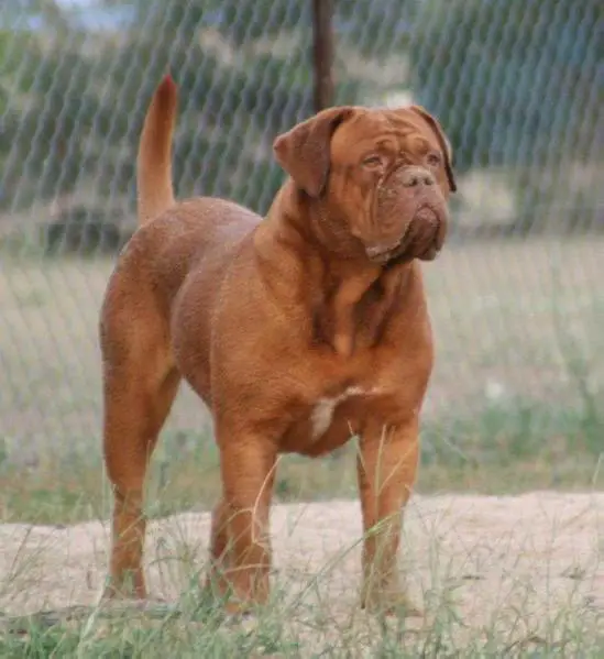 AUSTRALIAN CH Jerivindi Shala