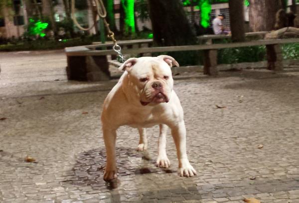 Tuco Roots Bully