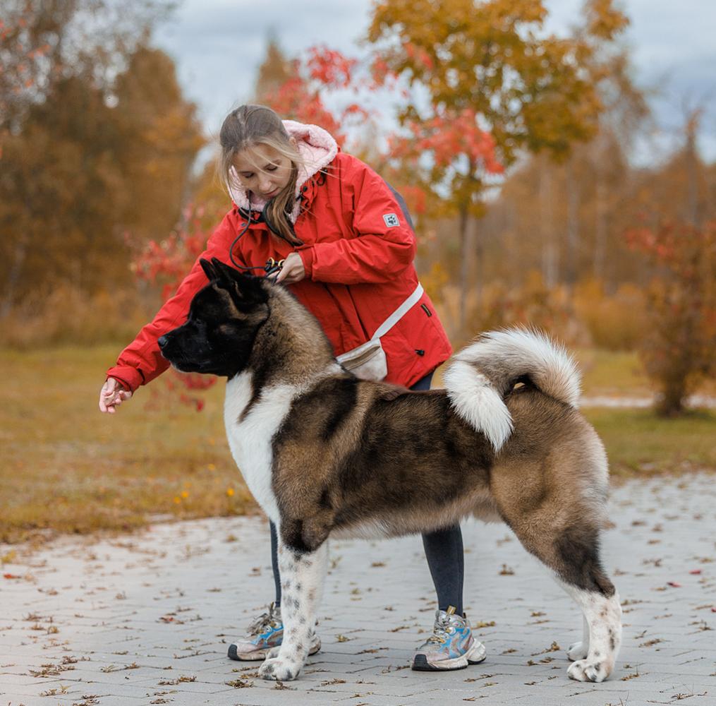 JCH RUS,RKF,CLUB, JGCH RUS,RUS, CH RKF, CLUB Beautiful Miracle Champion