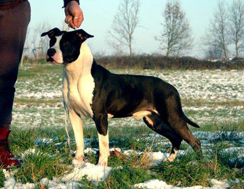 Estrela Nova Imperador