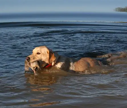 Lady Phoenix of Braveheart