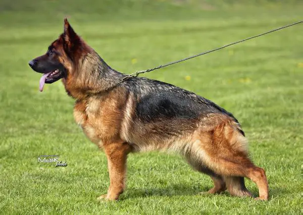 Cayra Sinensis Bohemia