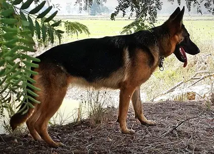 Dimka vom P.Phitsanulok