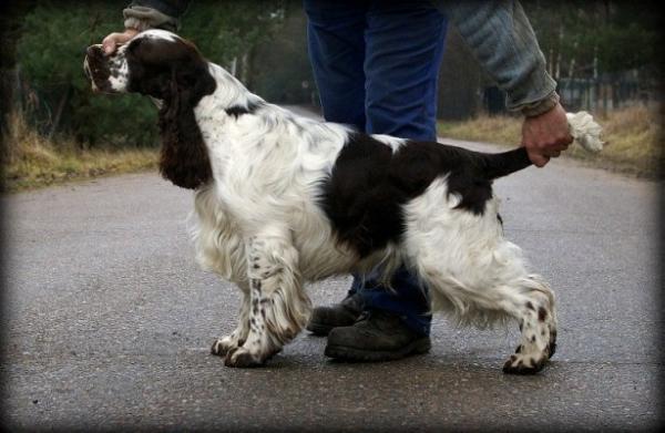 Shops springer spaniel pedigree database