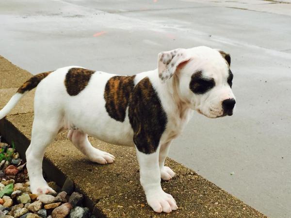 Oquirrh Mountain Desert Storm
