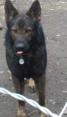 HERCULES OGDEN vom Fox
