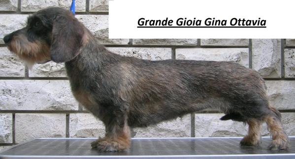 Grande Gioia Gina Ottavia K/D