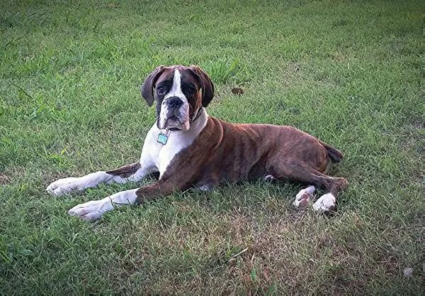 Casanova ex vetustum sanguineum