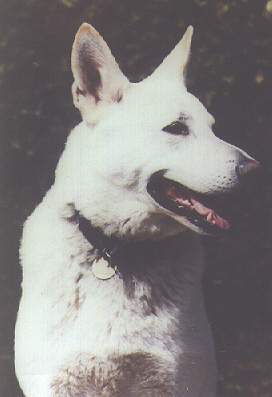 V-Lin's Kaiser The Role