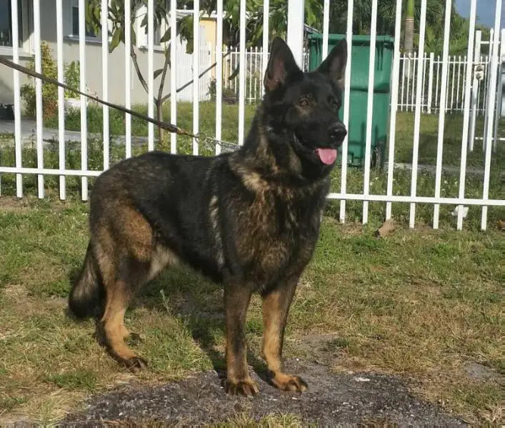 Ingra Bella Vom Anton